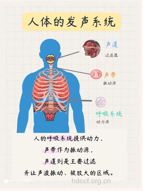 心肝脾肺肾可以发出声音？