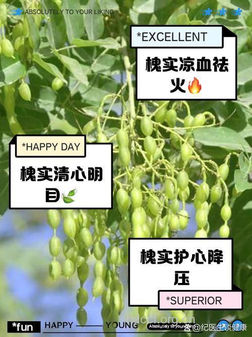 槐树哪些部位可以入药