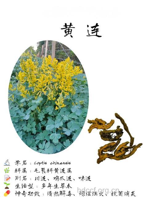 生黄连与炒黄连有什么区别