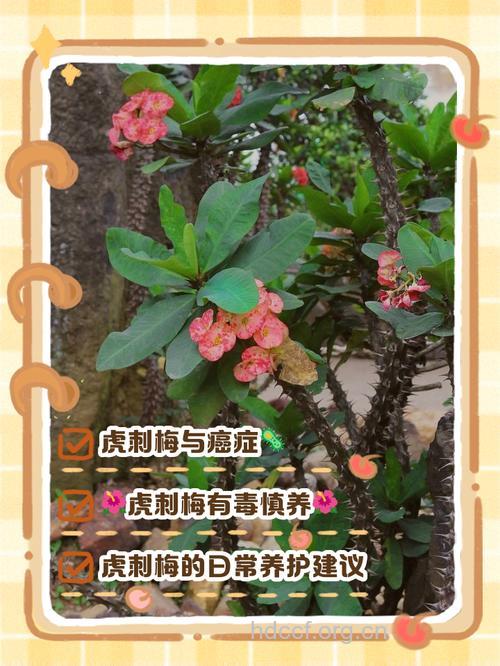 致癌花卉也可以防癌