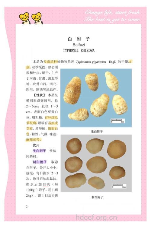 白附子与附子有什么区别呢？