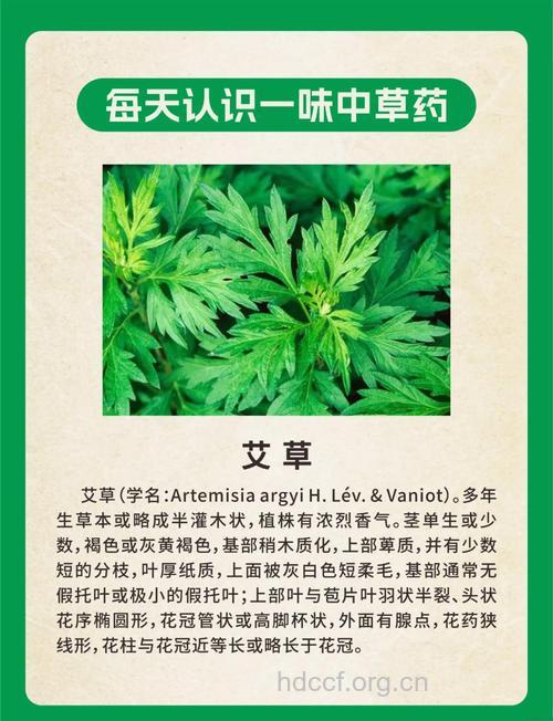 中药艾叶有哪些功效呢？