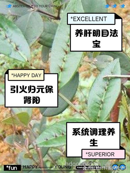 入地金牛的功效与作用