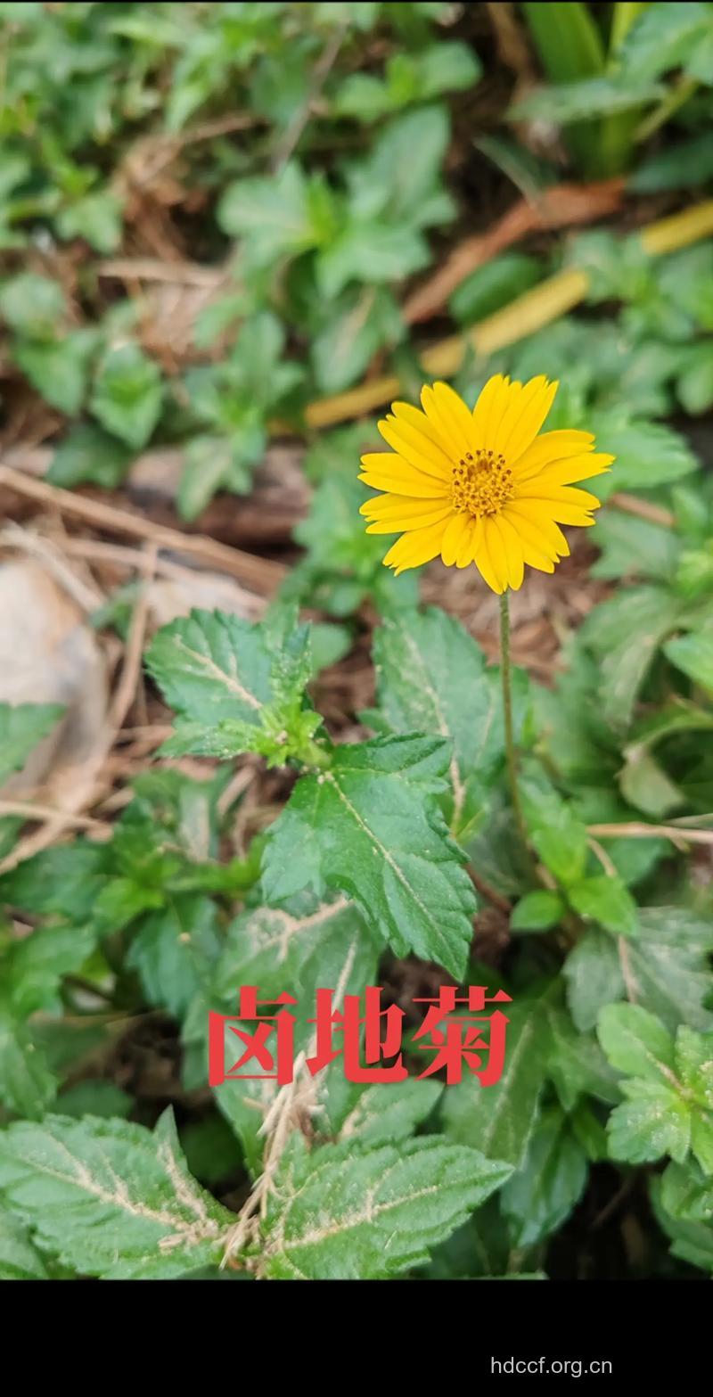卤地菊的功效与作用