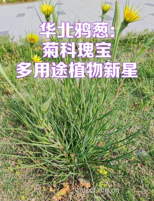 鸦葱的功效与作用