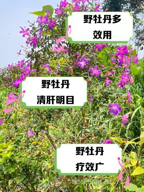 野牡丹的功效与作用