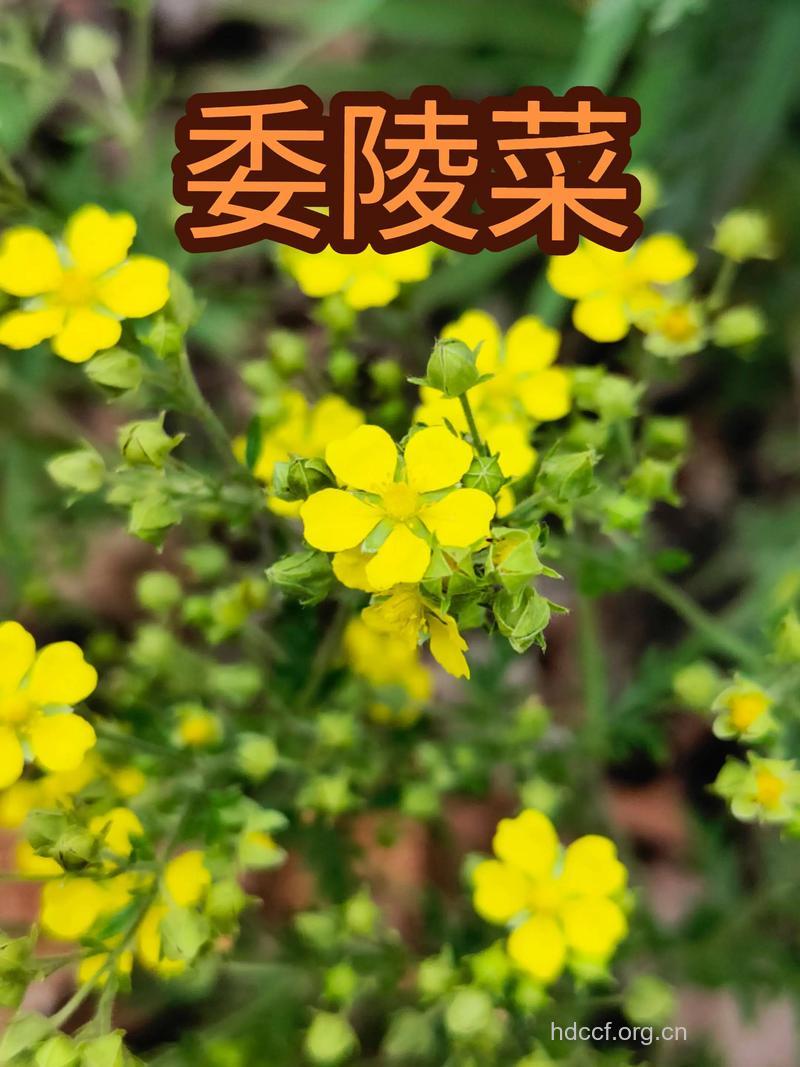 银毛委陵菜的功效与作用