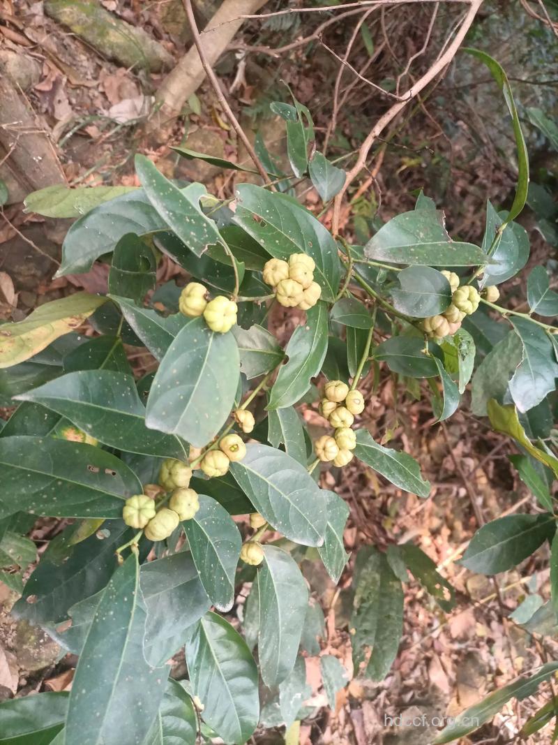 算盘子根的功效与作用