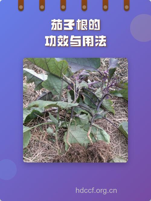 茄子根的功效与作用