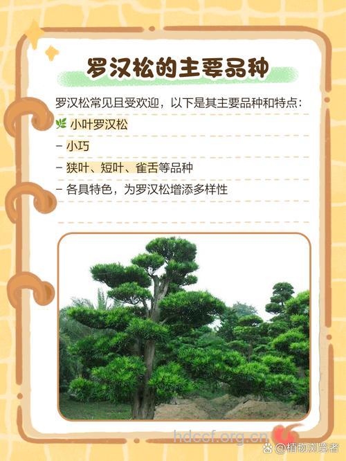 罗汉松的功效与作用