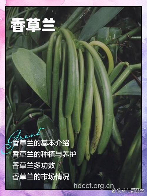 香草兰的功效与作用