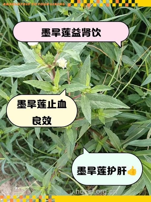 墨地的功效与作用