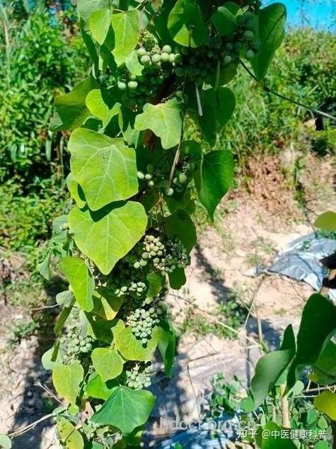 萝卜防己的功效与作用