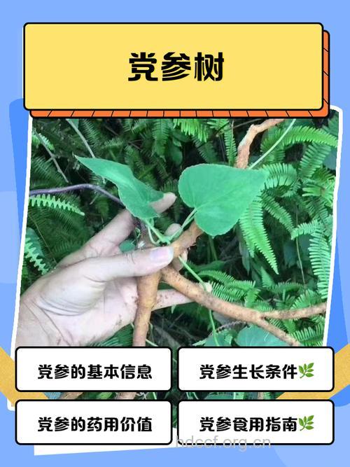 球花党参的功效与作用