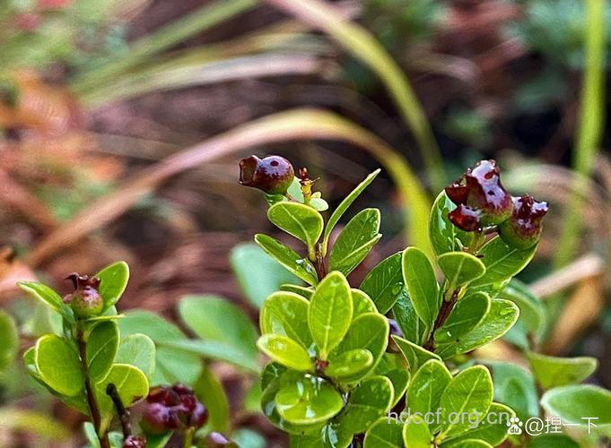 山乌珠叶的功效与作用