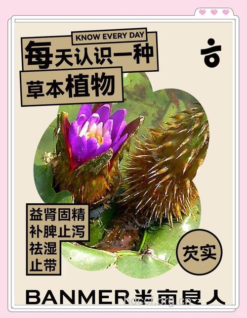 芡实茎的功效与作用