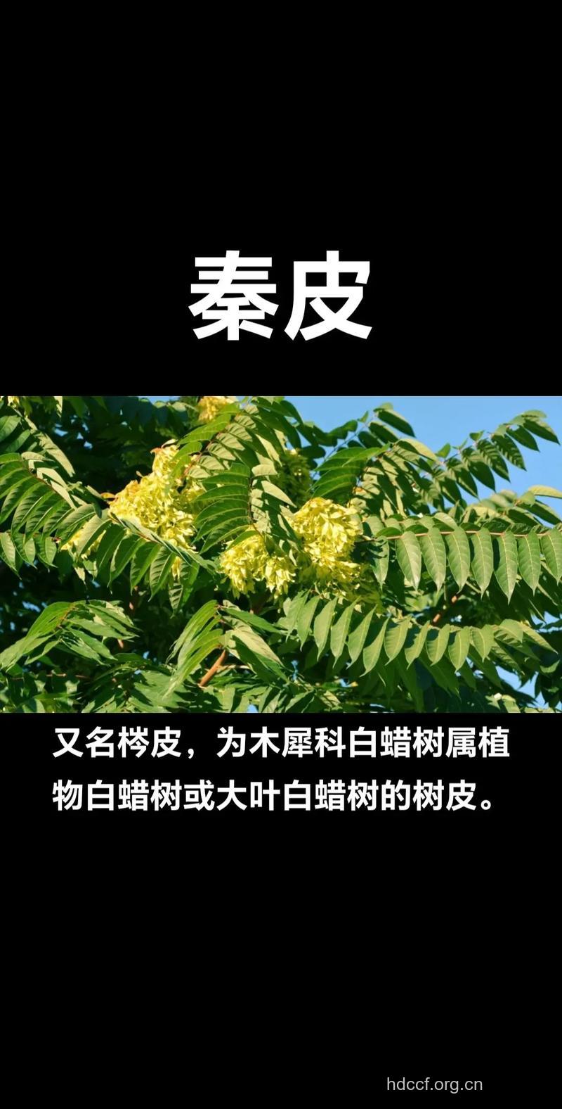 喜树皮的功效与作用