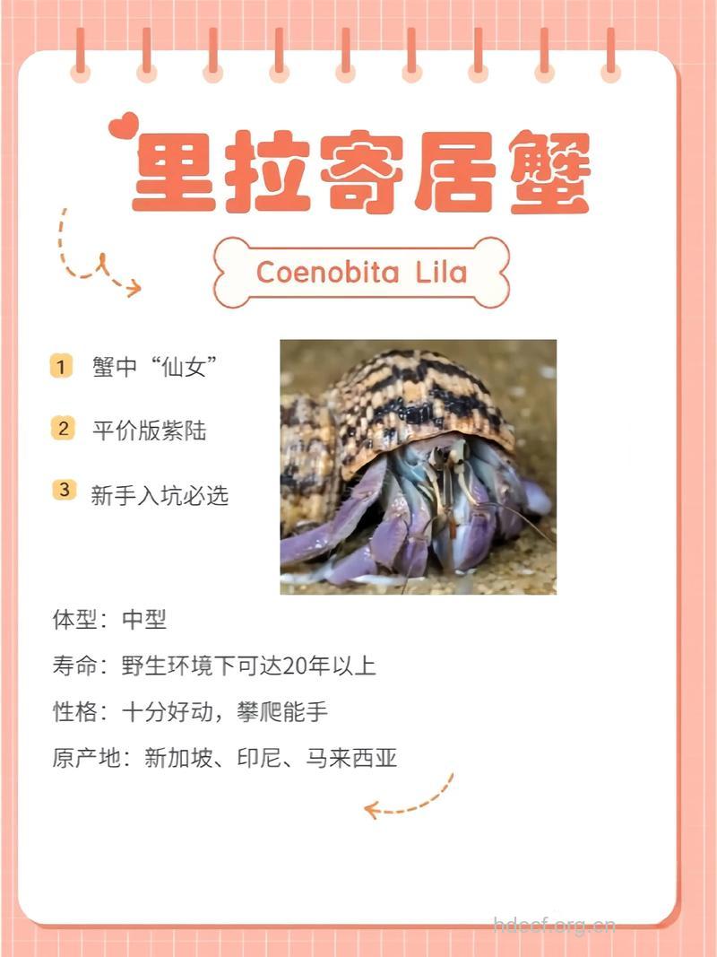 寄居蟹的功效与作用