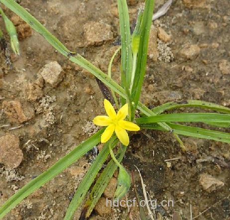 野鸡草的功效与作用