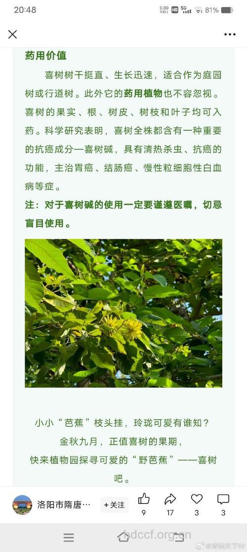 野芭蕉的功效与作用