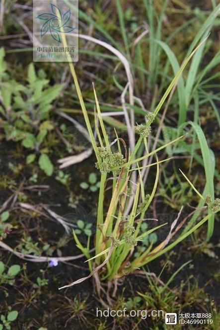 王母钗的功效与作用