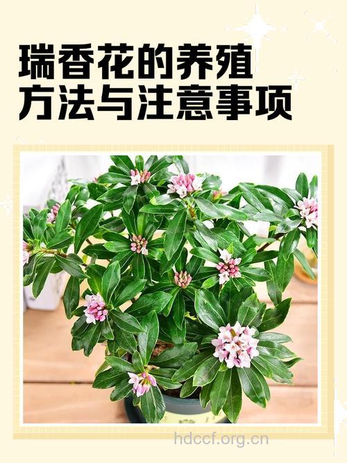 瑞香花的功效与作用