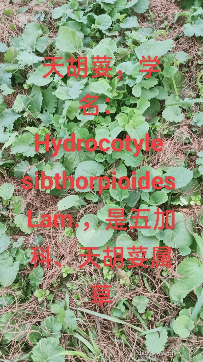 毛叶天胡荽的功效与作用