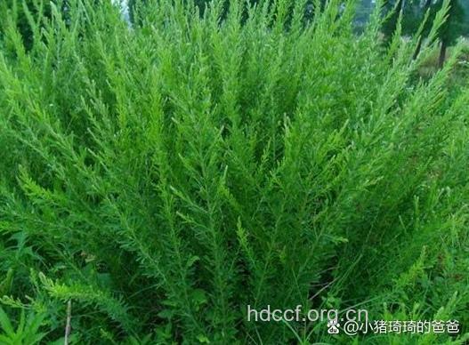 马扫帚的功效与作用