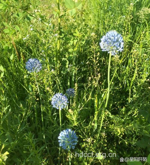 棱叶韭的功效与作用