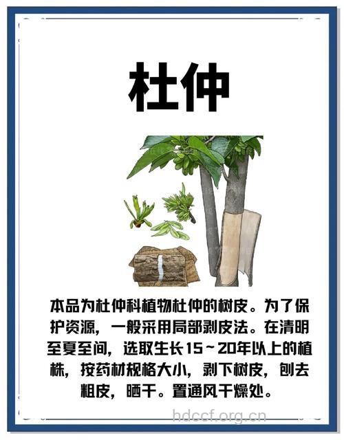 你知道杜仲有什么药效吗？