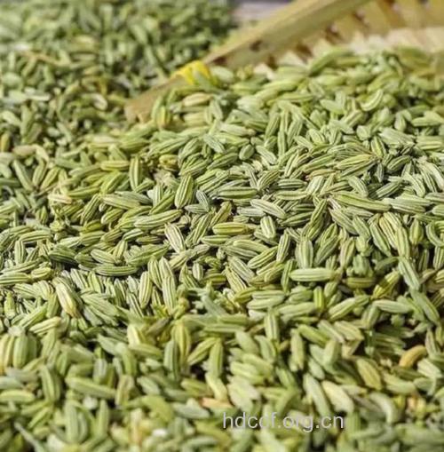 中药小茴香可治常见病