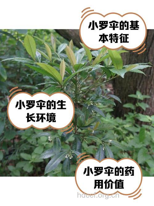 三叶罗伞的功效与作用