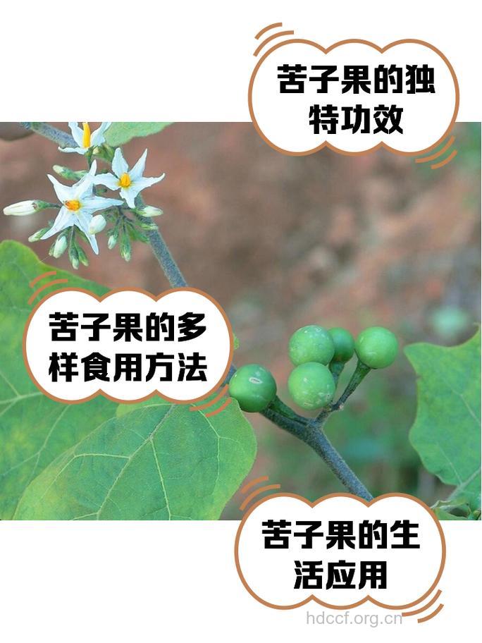 苦果的功效与作用