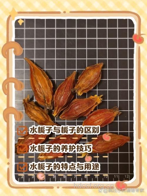 水栀的功效与作用