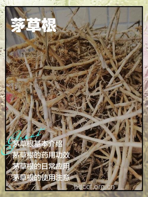 茅草箭的功效与作用