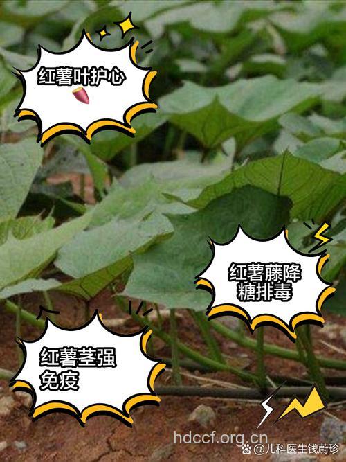 甜瓜茎的功效与作用