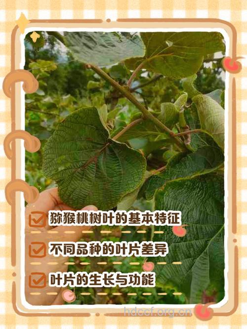 猕猴梨叶的功效与作用