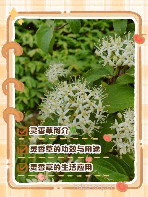 灵香草的功效与作用