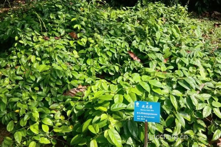 夜花藤的功效与作用