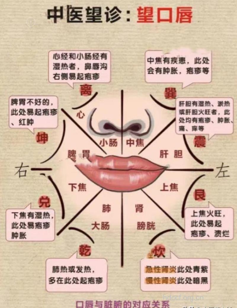 嘴唇与脏腑的对应位置及关系(图)
