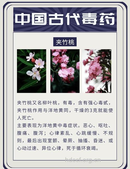 夹竹桃的功效与作用