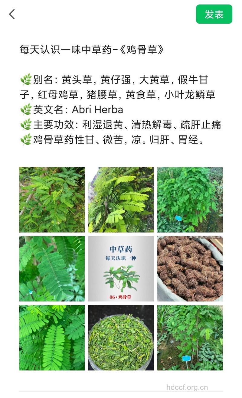 相思子根的功效与作用