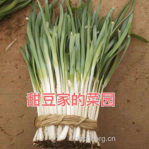 太白韭的功效与作用