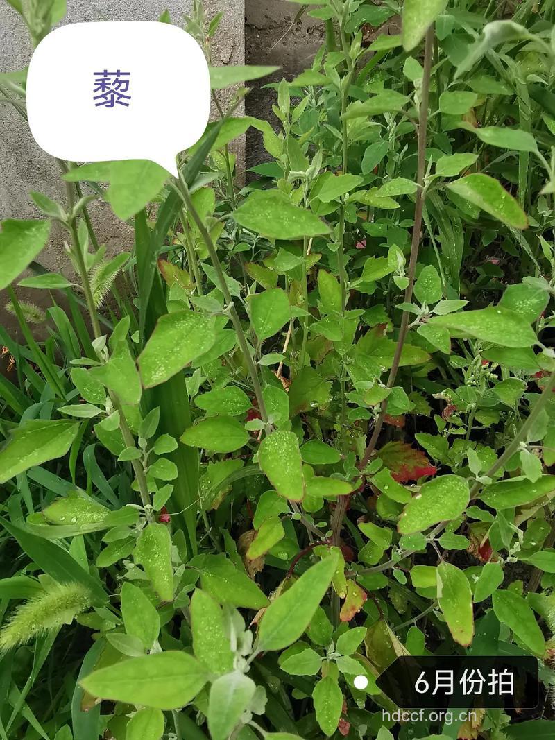 藜茎的功效与作用