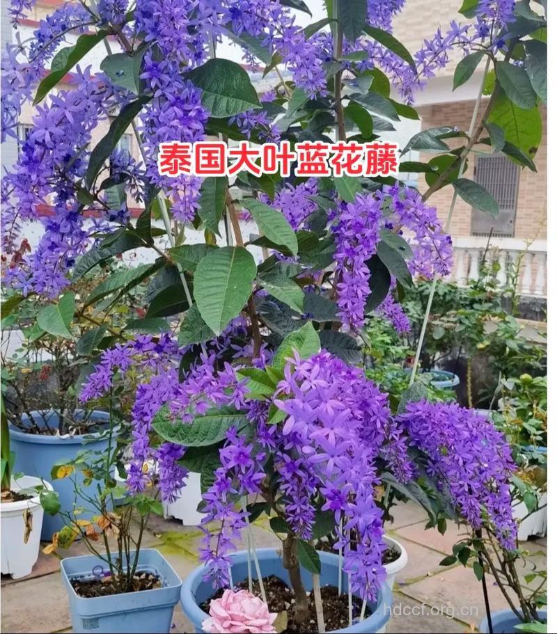 蓝叶藤的功效与作用