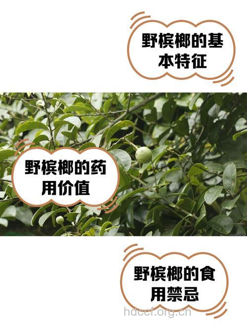 野槟榔的功效与作用