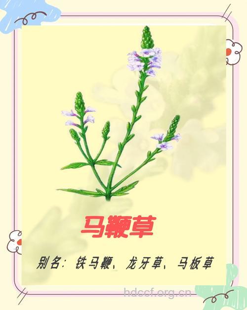 一匹草的功效与作用