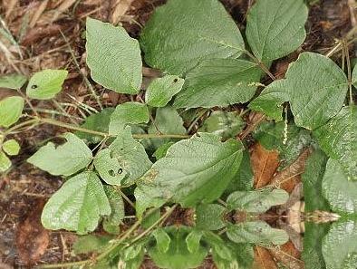 圆节山蚂蝗的功效与作用