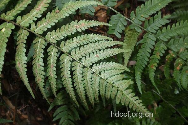 同形鳞毛蕨的功效与作用