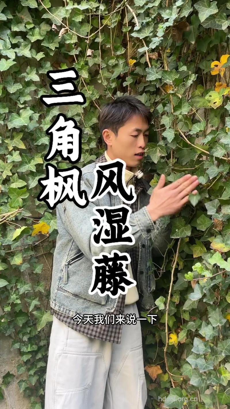 三叶枫的功效与作用